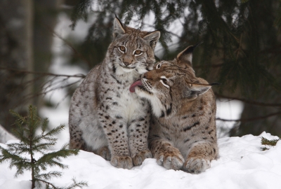 Lynxes