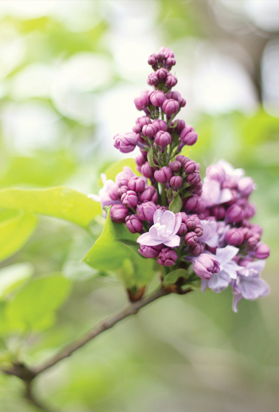 Syringa