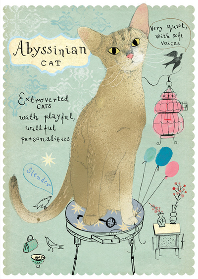 Abyssinian cat