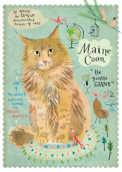 Maine Coon cat