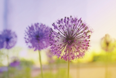 Flowering Onion