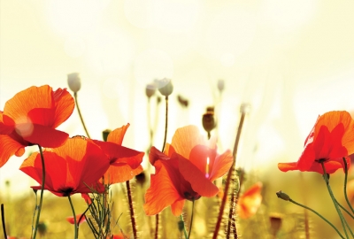 Poppy Fields