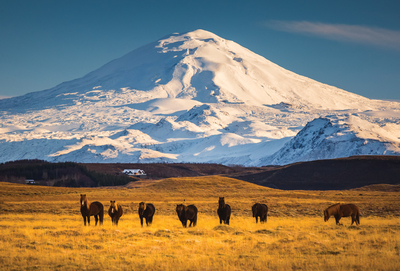 View of the Hekla volcano & Icelandic horses