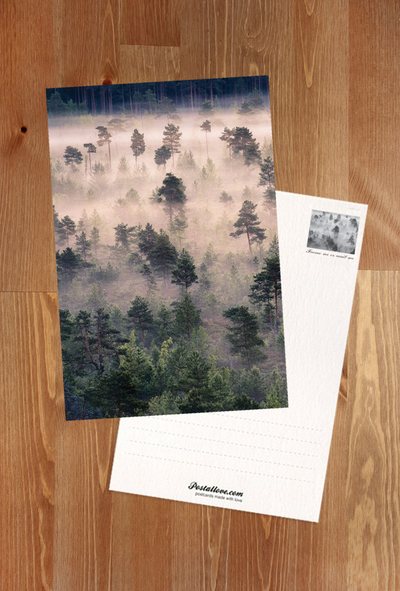 Misty forest
