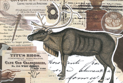 Marika Wieczorek - Reindeer