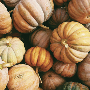 Autumn Pumpkins 