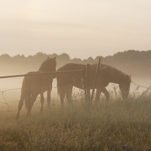 Poland - Love to be here... - Autumn landscape with horses
