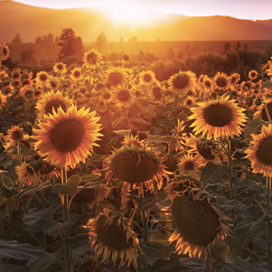 Sunflower field
