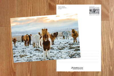 Winter Ponies