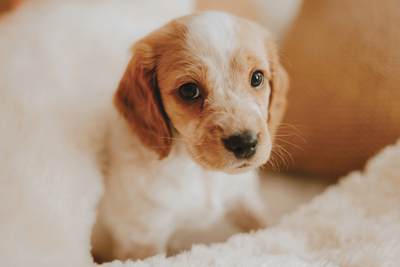 Puppy