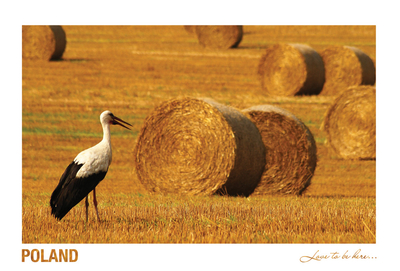 Poland - Love to be here ... - stork