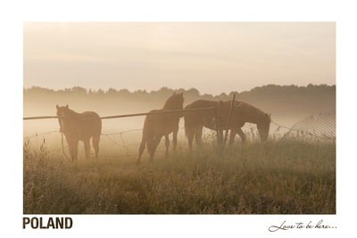 Poland - Love to be here... - Autumn landscape with horses
