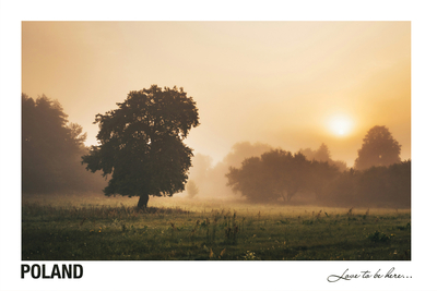 Poland - Love to be here... - Podlasie in autumn - lonely tree