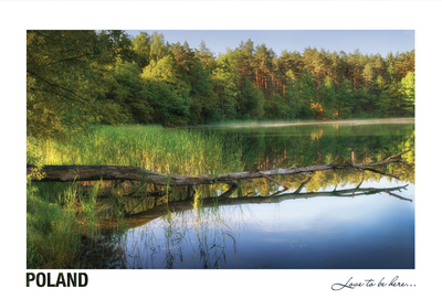 Poland - Love to be here... - Blown down tree in the water, Masuria