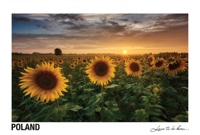  Poland - Love to be here... - Sunflowers field at sunset