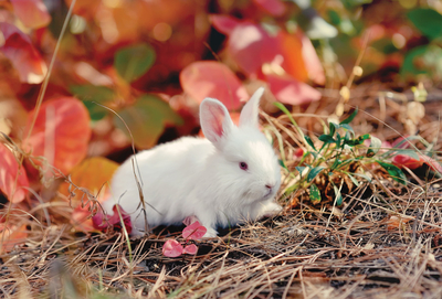 Autumn white bunny