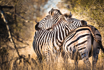 Two zebras