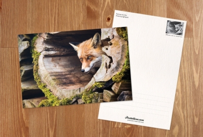 Fox