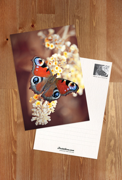 Peacock butterfly