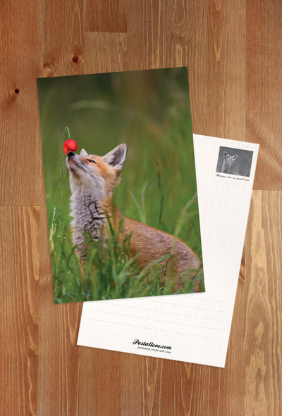 Red fox