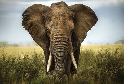 Elephant