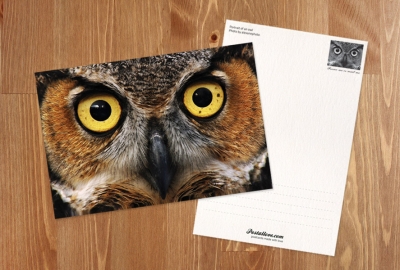 Owl