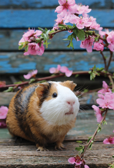 Guinea pig