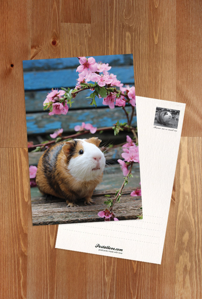 Guinea pig