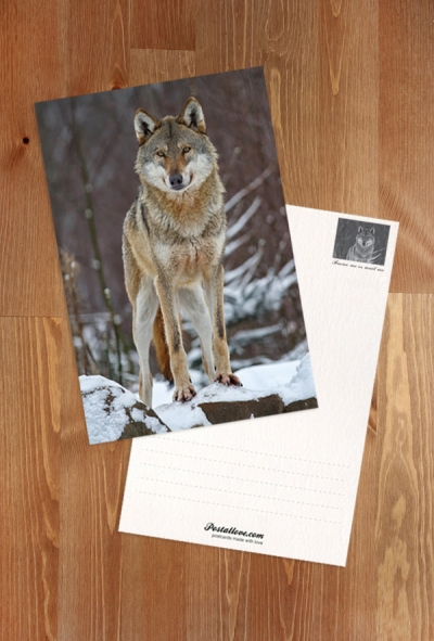 Wolf