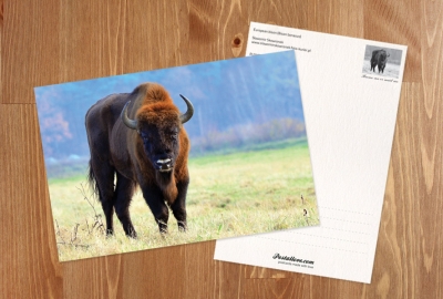 European bison
