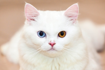 White cat with two colored eyes