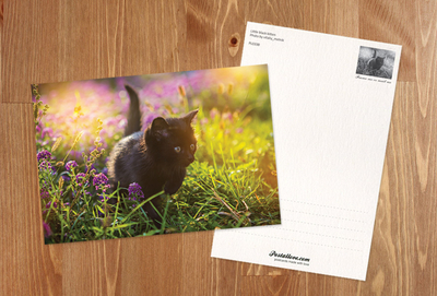 Black kitten in a flowering meadow