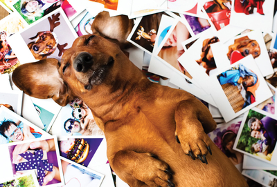 Dachshund 