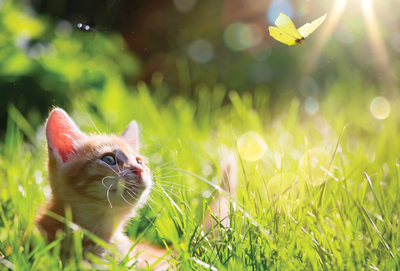 Kitten & butterfly