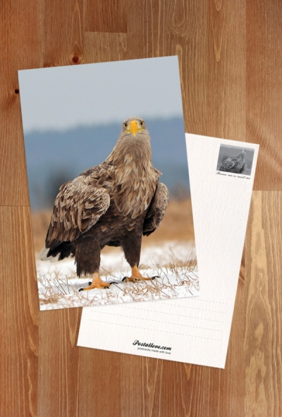 White-tailed eagle