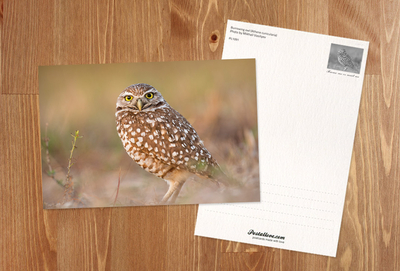Burrowing owl