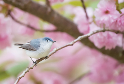 Blue-gray gnatcatcher