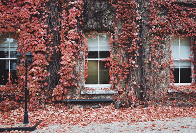 Autumn alley