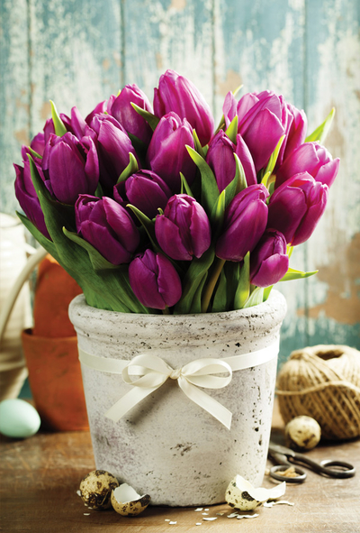 Spring tulips