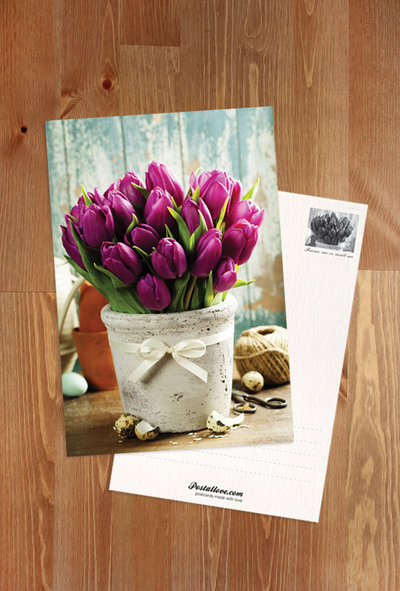 Spring tulips