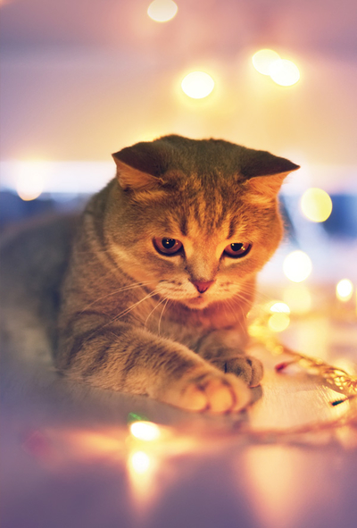 Kitty and Christmas tree lights