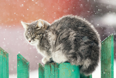 Cat on a green fence