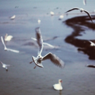 Agata Dobrzańska - Seagull