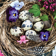 Speckled eggs