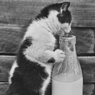 Kitten with a bottle of milk