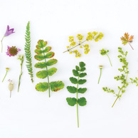 Nature composition