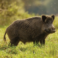 Wild boar